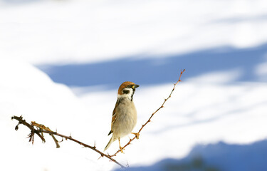 
A sparrow stands on a branch covered with snow and looks straight ahead-into the distance...