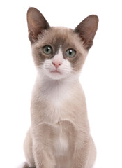 Snowshoe kitten