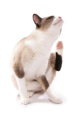 Snowshoe adult cat scratching