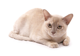 Asian cream adult cat