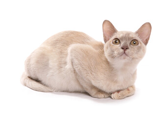 Asian cream adult cat
