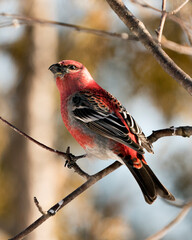 Pine Grosbeak Stock Photo. Close-up profile view, perched  with a blur background in its environment and habitat displaying red feather plumage. Image. Picture. Portrait.