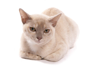 Asian cream adult cat laying