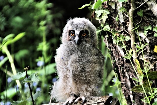 A view of a Baby Long Eared Owl