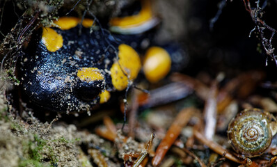 Close-up view of head of fire salamander (Salamandra Salamandra) walking out of ground soil.