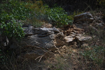 plants on the rock