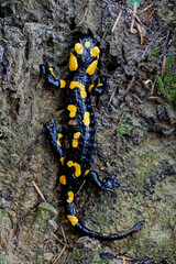 Top view of fire salamander (Salamandra Salamandra) walking on mud ground soil.