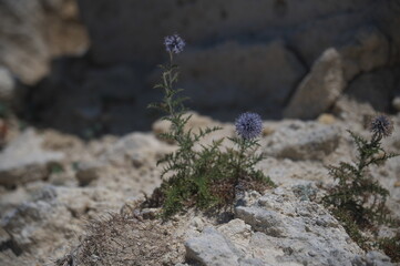 plant growing in the rock