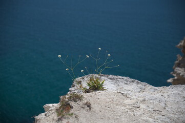 plant growing in the rock