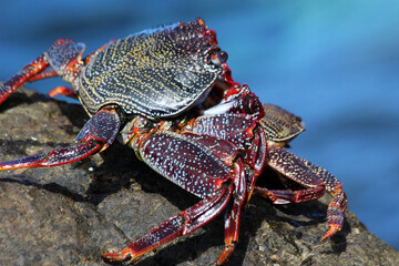 rote_Klippenkrabbe