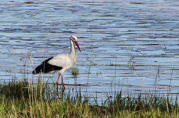 Stork and river Venta, Kuldiga, Latvia