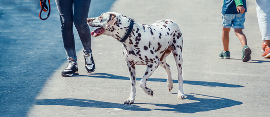 Beautiful dalmatian and its owner legs on the pavement. Cute dog with brown spots and its master....