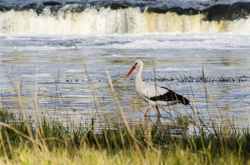 Stork and Venta waterfall, Kuldiga, Latvia
