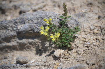 plant growing in the rock