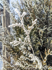 snow covered pine trees