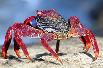 rote_Klippenkrabbe