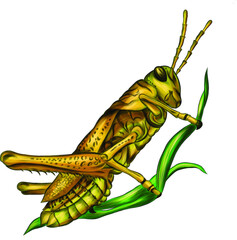 grasshopper insect green vector illustration