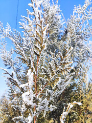 snow covered pine branches