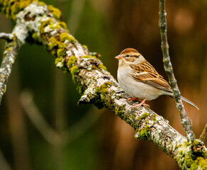 sparrow  on a branch