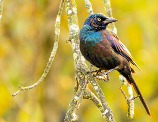 Common Grackle