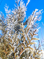 snow covered tree