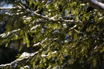 spruce branches close up