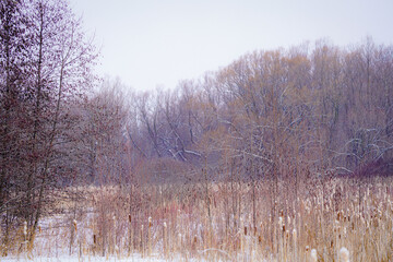 Wetlands in Winter