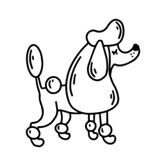 White poodle. Illustration of a poodle with a continental haircut. Dog grooming. Doodle icon. Vector illustration of a dog. Editable element.