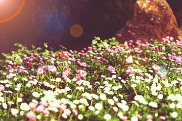 Obraz premium Flower.