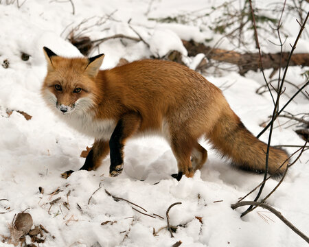  Red Fox Stock Photos. Red fox close-up profile side view in the winter season in its environment and habitat with blur snow background displaying bushy fox tail, fur. Fox Image. Picture. Portrait.