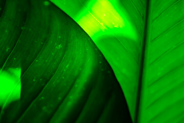 Green leaf texture for dark designs