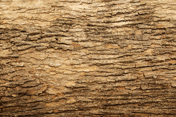 Bark of teak tree closeup for background.