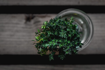 view from above on thyme in glass on wooden table
