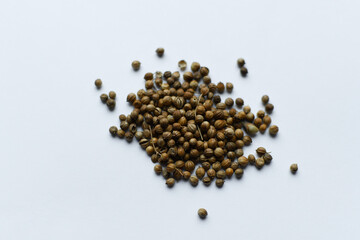 Coriander microgreen seeds. Germinating seeds at home. Sprouted seeds, micro greens. Vegan and healthy food concept.
