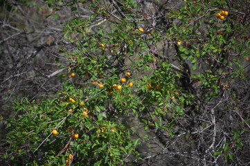 yellow plums on the bushes