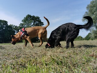 Hundesparziergang