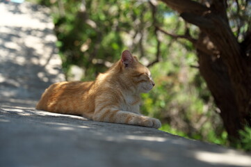 portrait of a cat