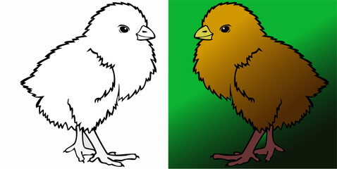 Vector illustration, Chicken in black and white and color