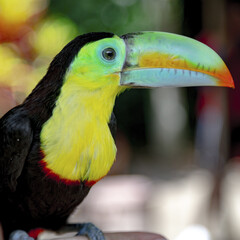 Tucán Sierra Nevada de Santa Marta