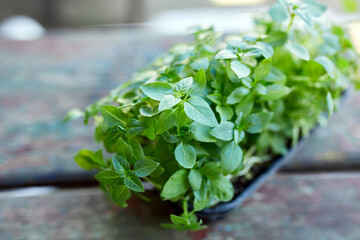 Close up of basil sunflower in the box, sprouting microgreens, seed germination at home, Vegan and...