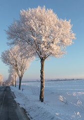 view  to landscape in wintertime with snowy iced tree