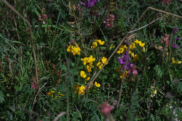 flowers in the grass