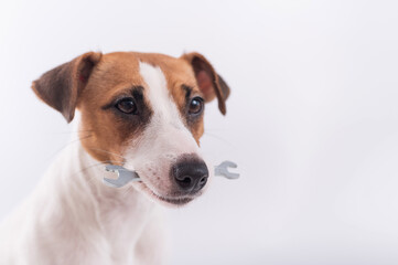 Jack russell terrier dog holds a wrench in his mouth on a white background. Copy space