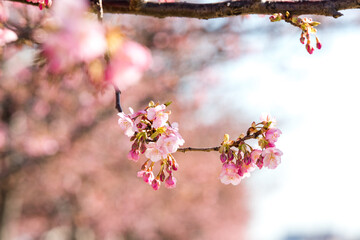 青空と河津桜　千葉県市川市　日本