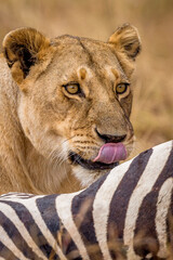 Lion with hunt