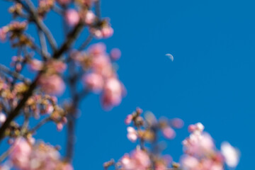 河津桜と月　千葉県市川市　日本