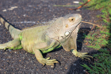  iguana