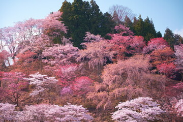 吉野山の桜 (桜 sakura ,cherry,japan,flower,travel,spring,tree,blossom,yoshino,nara)	