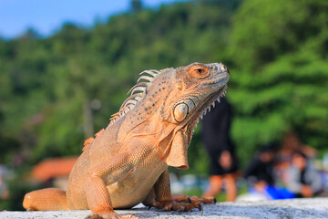  iguana