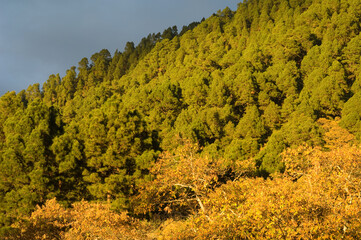 Forests of Canary Island pine and sweet chestnut.